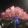 Cherry blossom trees in Qatar!